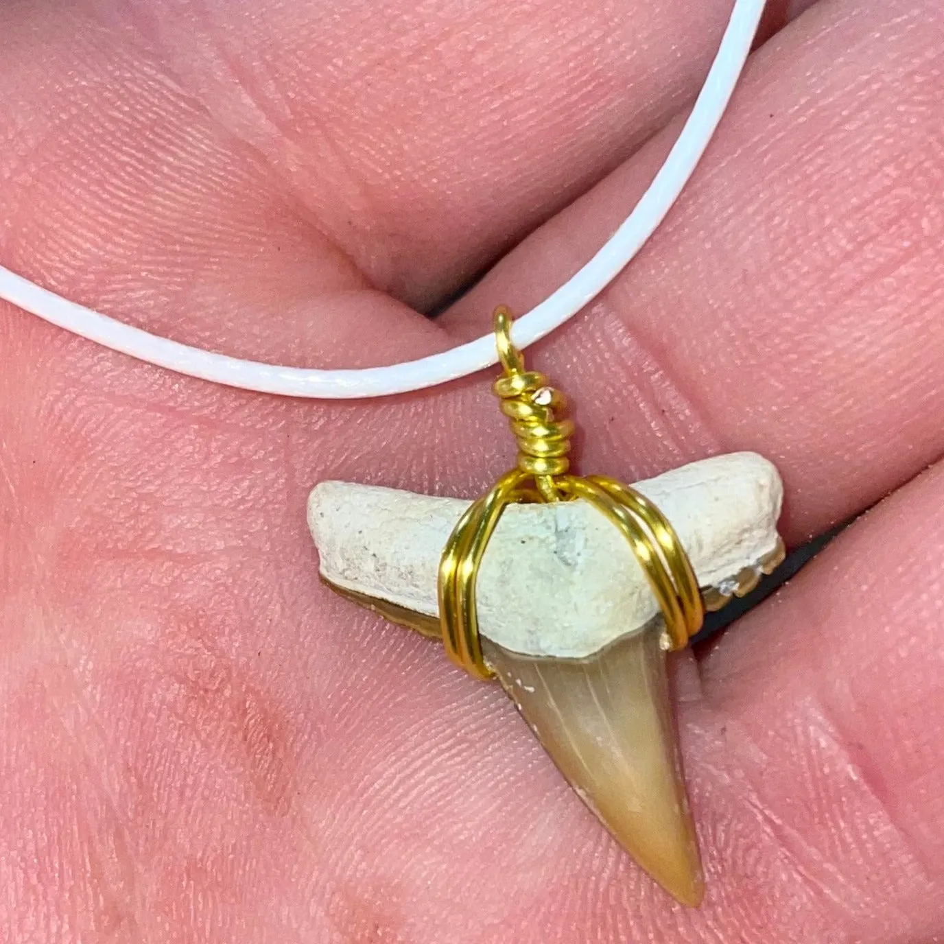 Limited Edition Rare Orange Shark Tooth Fossil Necklace