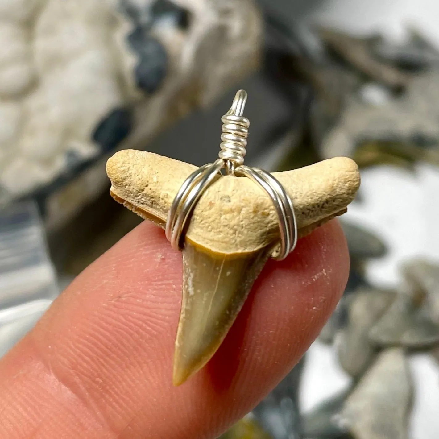 Limited Edition Rare Orange Shark Tooth Fossil Necklace