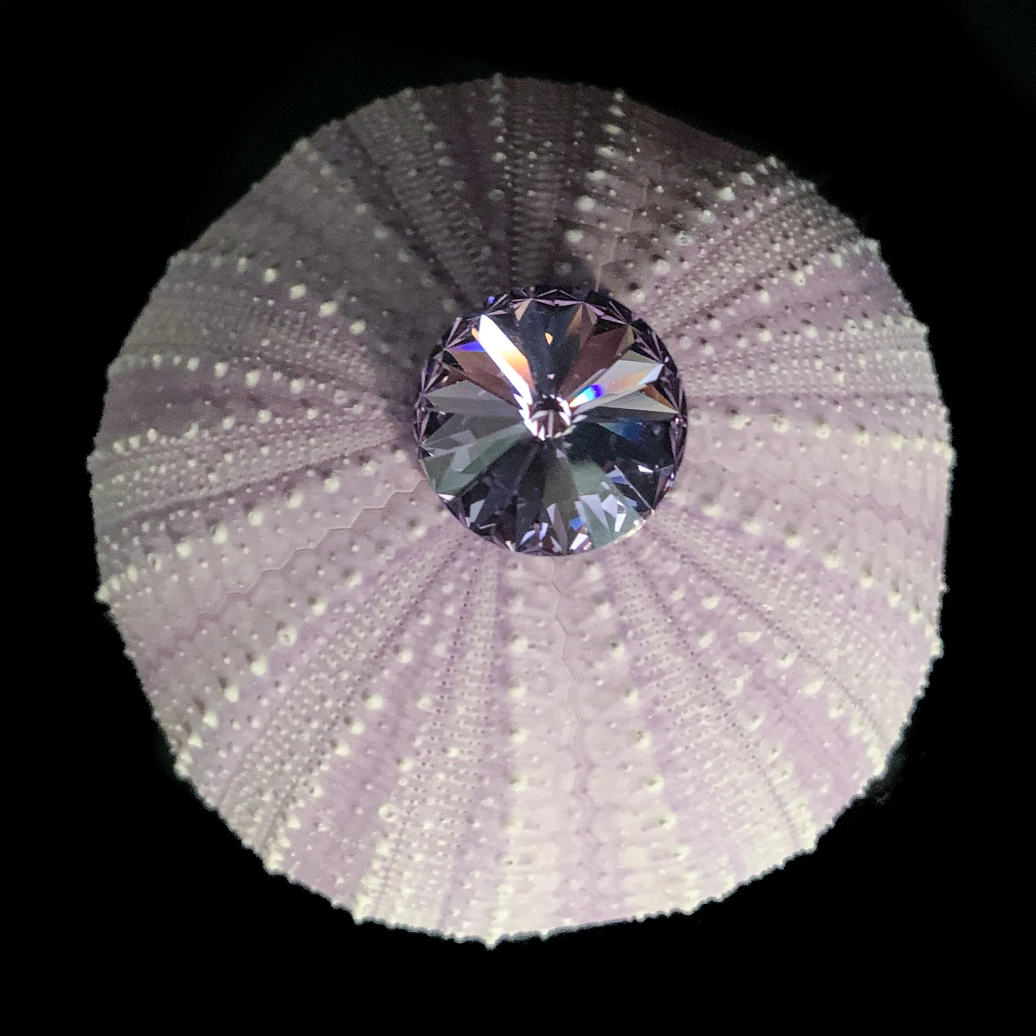 Sea Urchin Napkin Ring Featuring Premium Violet Crystal | Set of 4