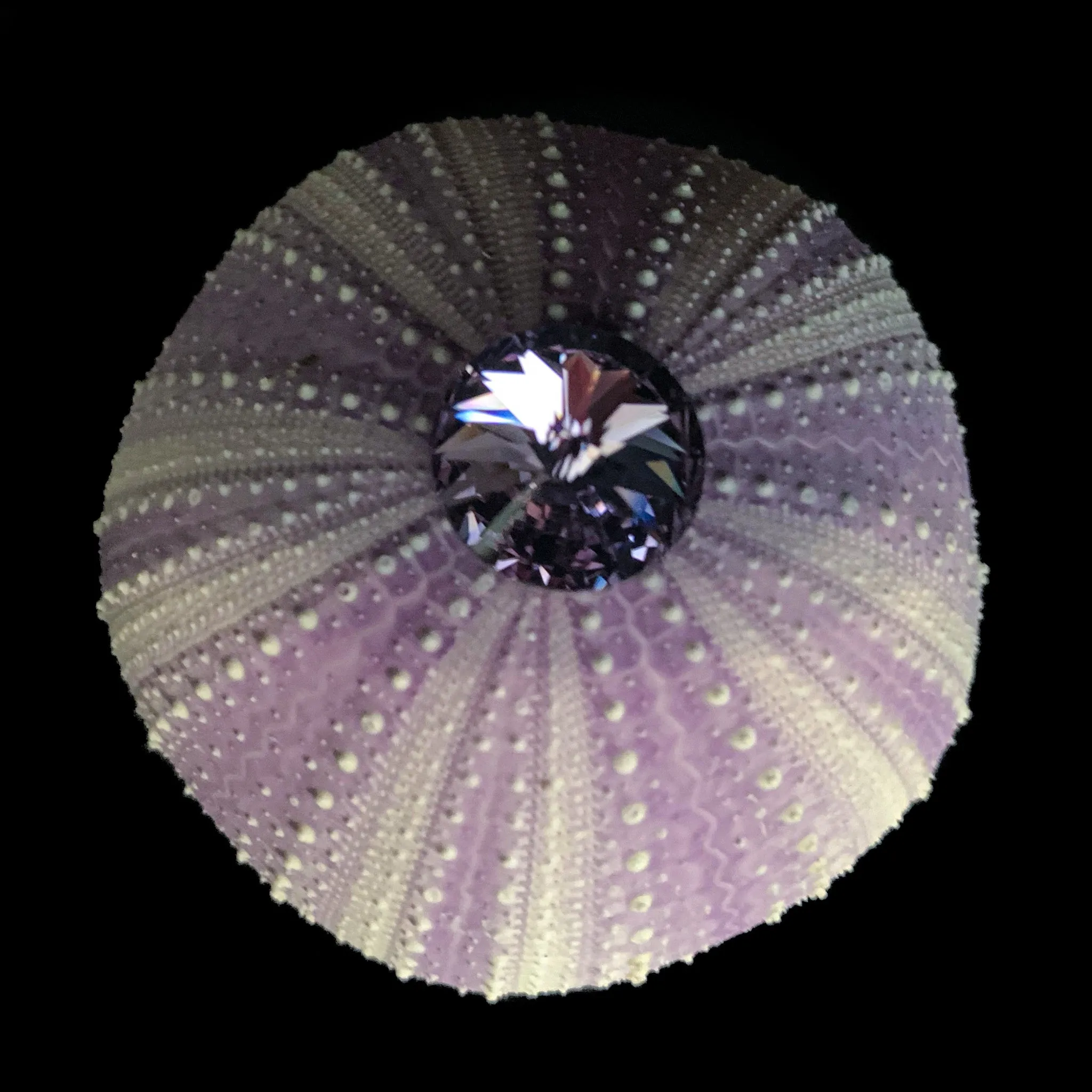 Sea Urchin Napkin Ring Featuring Premium Violet Crystal | Set of 4