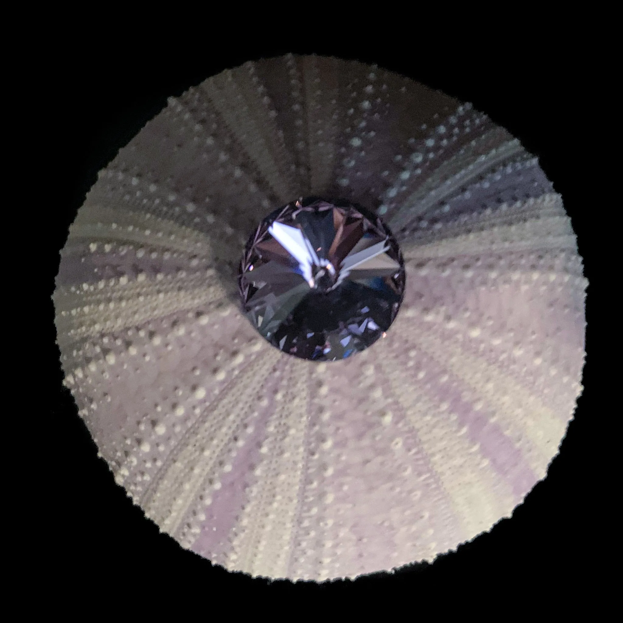 Sea Urchin Napkin Ring Featuring Premium Violet Crystal | Set of 4